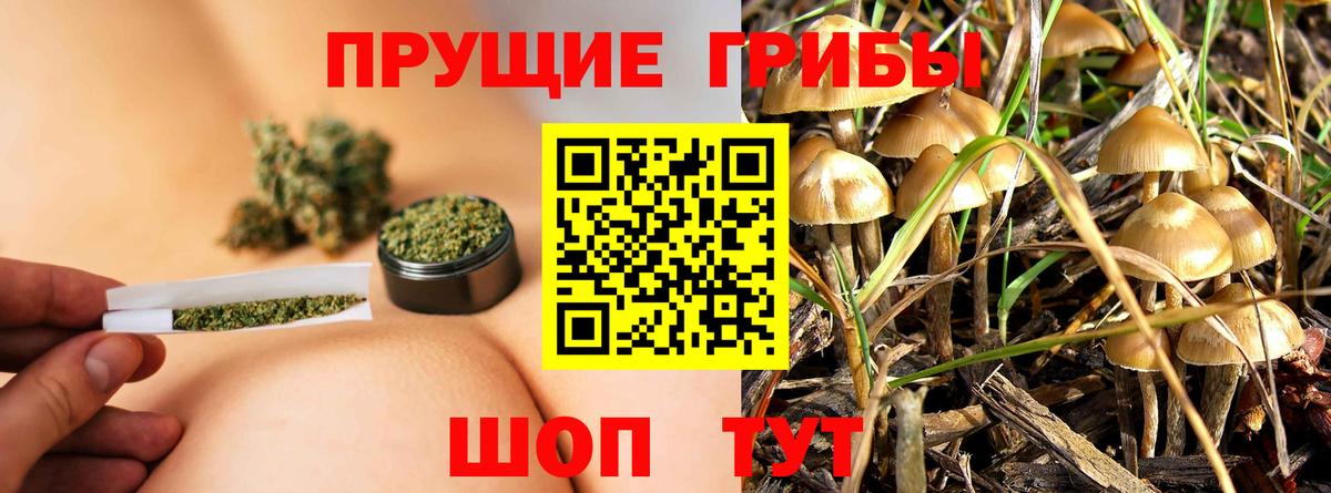 Галлюциногенные грибы Psilocybe  Вход с VPN  Псилоцибиновые грибы Psilocybe  Минеральные Воды 